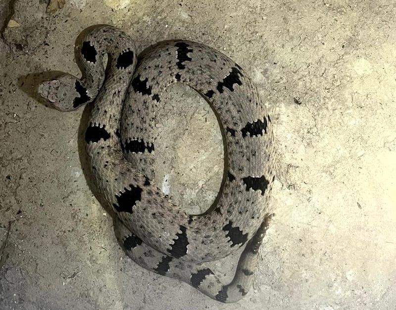 Alertan por aumento de avistamientos de fauna silvestre en Chihuahua durante temporada de lluvias