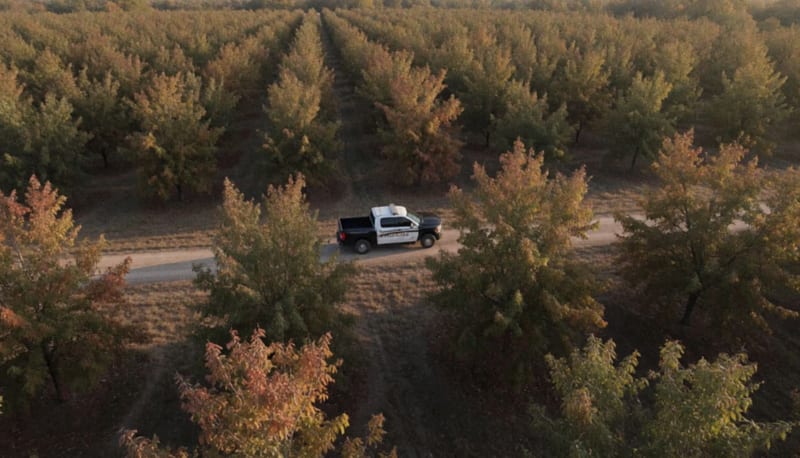 Huerta de nogales en otoño con una patrulla recorriendo un camino de terracería