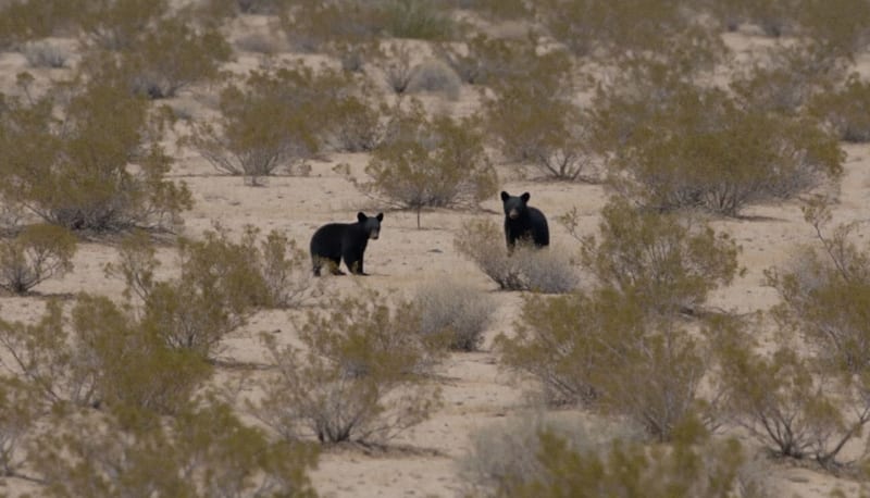 Dos osos negros jóvenes en terreno desértico árido del norte de México