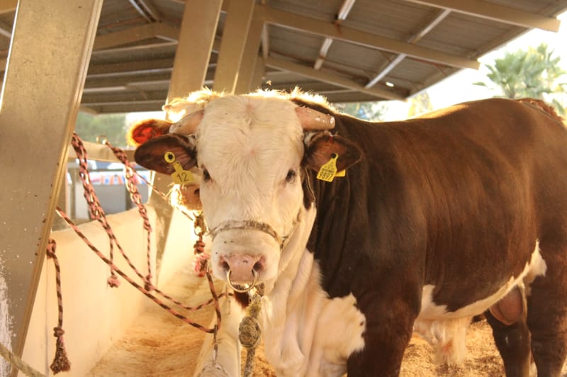 Camargo impulsa mejora genética del ganado con subsidios para inseminación y toros de pedigree