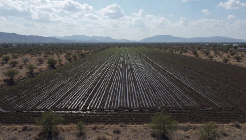 Campo agrícola con humedad visible en el suelo después de lluvias recientes en la región de Camargo