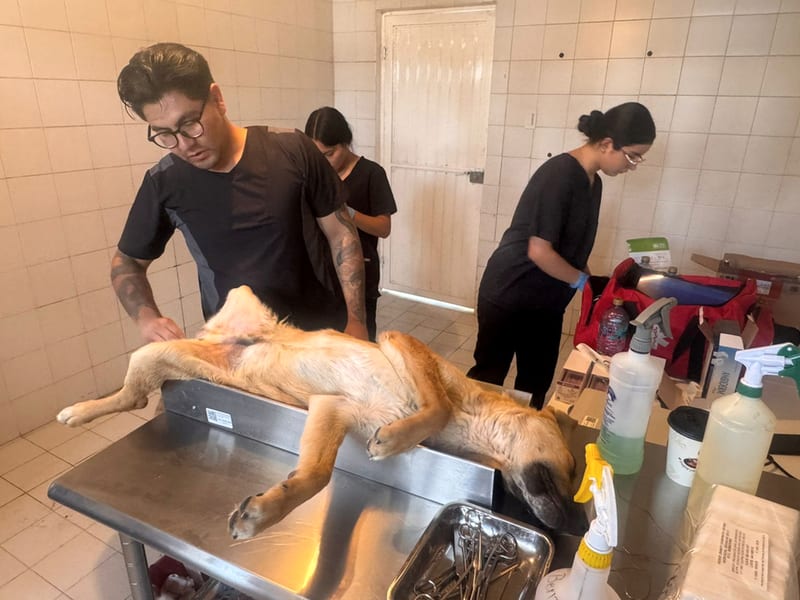 Campaña de esterilización de mascotas en Cuauhtémoc: 40 procedimientos gratuitos