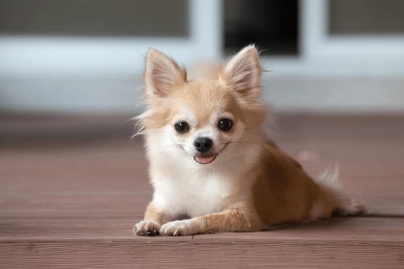 Chihuahua intensifica campaña contra el consumo de vapeadores en escuelas