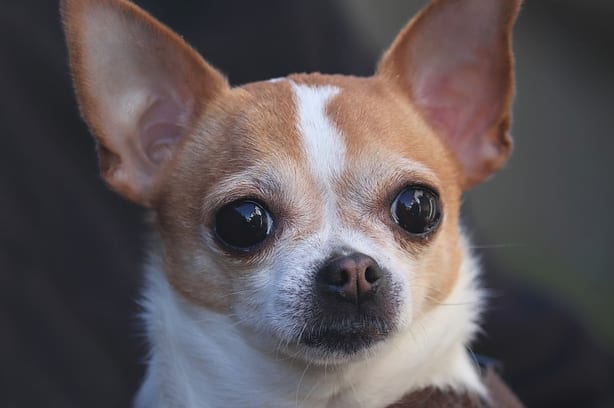 Chihuahua registra cuatro homicidios en un día y se posiciona entre estados más violentos del país