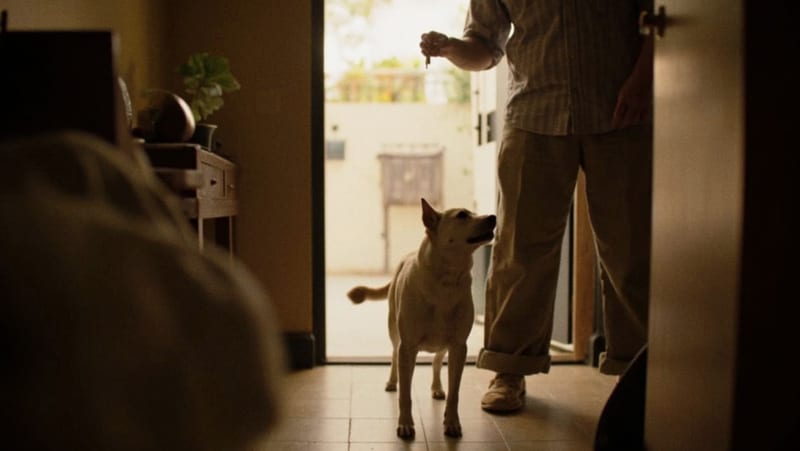 Científicos descifran por qué los perros se emocionan al oír las llaves de sus dueños