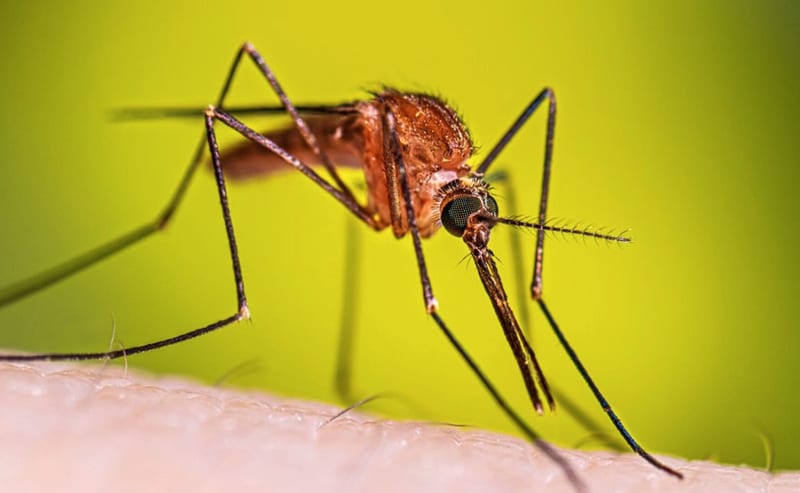 Confirman caso importado de malaria en Jalisco tras Mundial 2026