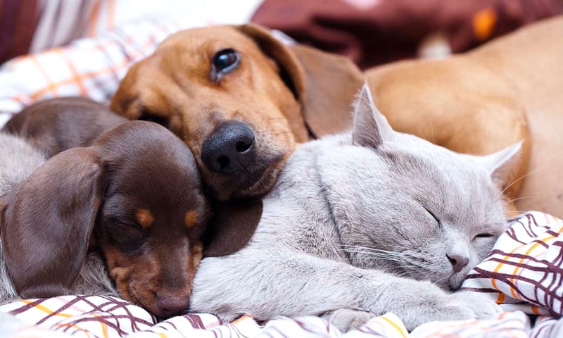 Confirman cuatro muertes por rickettsia en la capital de Chihuahua