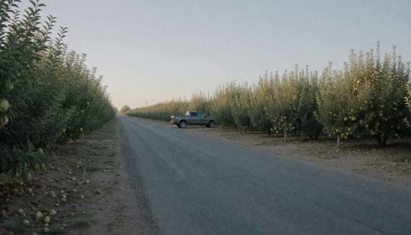 Camino entre huertas de manzana en las afueras de Cuauhtémoc