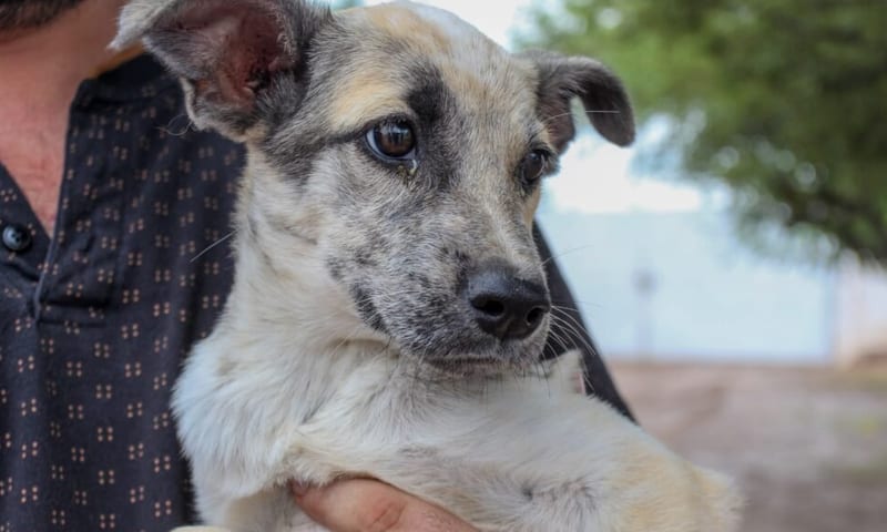 Delicias invita a adoptar perros rescatados: todos son esterilizados para controlar sobrepoblación