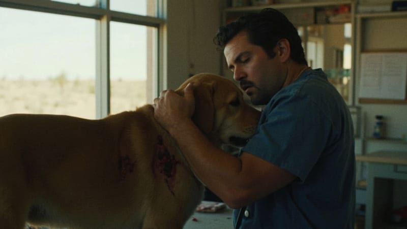 Veterinario examinando a un perro labrador con lesiones en su cuerpo dentro de una clínica veterinaria del municipio