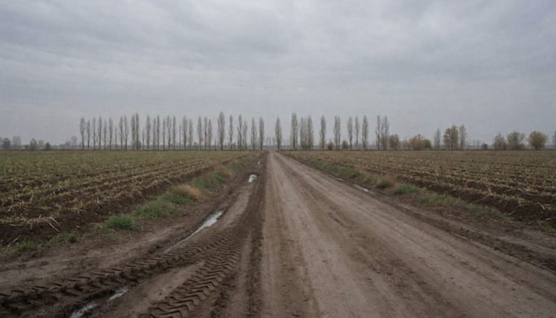Camino de terracería entre campos de cultivo planos, con una hilera de álamos al fondo y cielo nublado