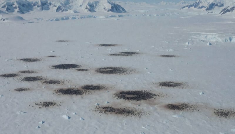 Vista aérea de colonias de pingüinos en el hielo antártico mostrando manchas rosadas del guano
