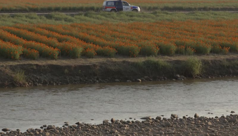 Orilla de un río junto a un campo de flores de cempasúchil
