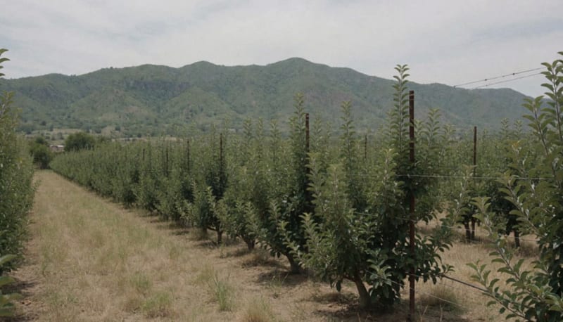 Hileras de manzanos en una huerta con montañas al fondo y cielo nublado