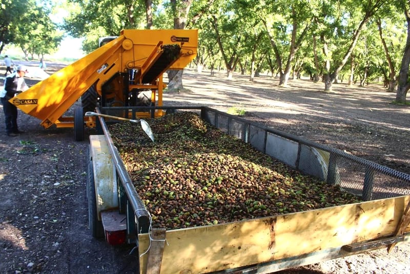 Nogaleros esperan que la nuez abra entre 97 y 100 pesos por kilo; la cosecha va entre 5 y 10%