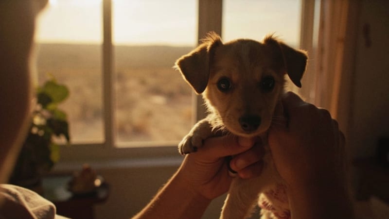 Organizaciones piden extremar cuidados en mascotas por riesgo del gusano barrenador en la región