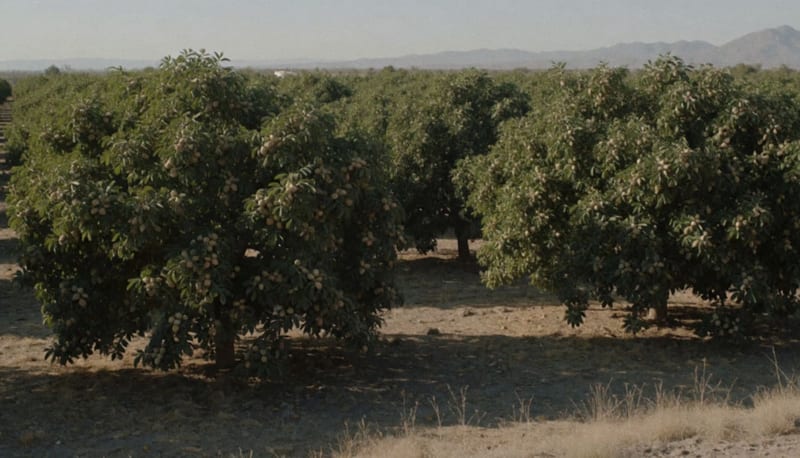 Huerto de nogales cargados de fruto en el valle de Camargo bajo la luz del atardecer