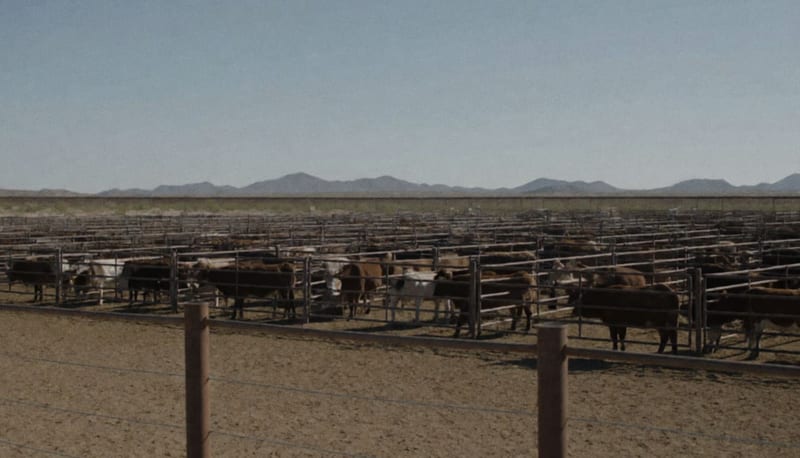 Corrales con ganado en una estación cuarentenaria del desierto, con la frontera al fondo