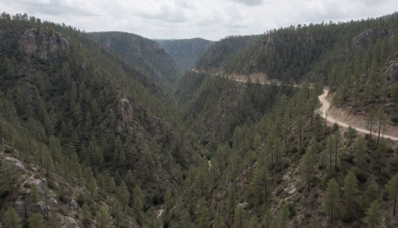 Barranco boscoso en la Sierra Tarahumara visto desde lo alto