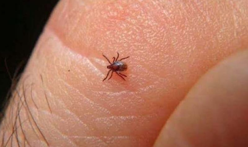 Rickettsiosis en Chihuahua: 149 casos y 69 muertes en 2026, con Juárez a la cabeza