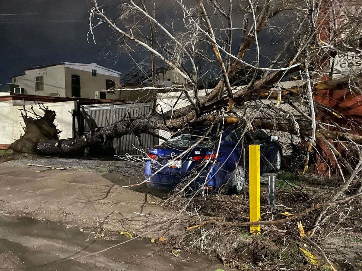 Árbol arrancado de raíz sobre un automóvil en la colonia San Felipe